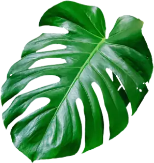 monstera Leaf
